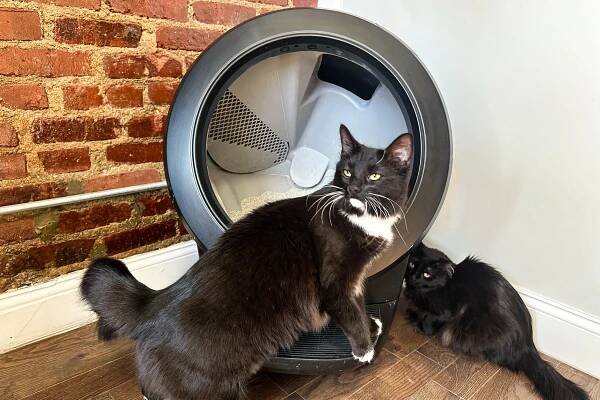 cats next to the Litter Robot 4 