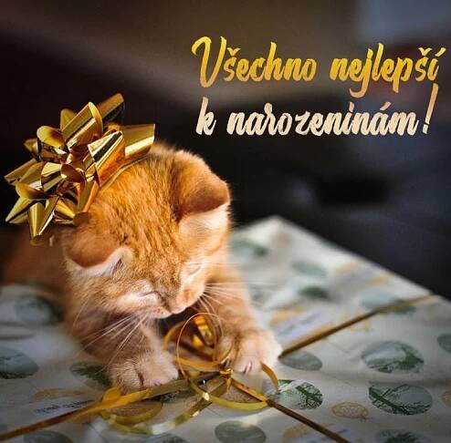 Všechno nejlepší k narozeninám kočky obrázky - 50 pohlednic zdarma