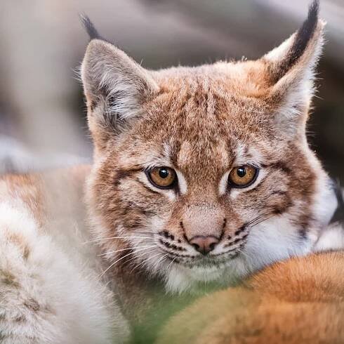 Zoologická a botanická zahrada Liberec | Slevomat.cz