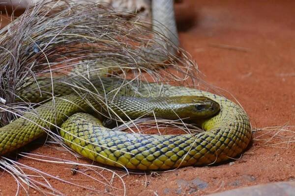 Australský taipan vnitrozemský (Oxyuranus microlepidotus) je právem považován za nejjedovatějšího hada na Zemi.