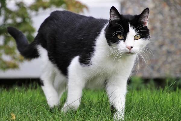 Humane Society reminds of new protocols for lost or found pets in Kawartha Lakes - Lindsay Advocate
