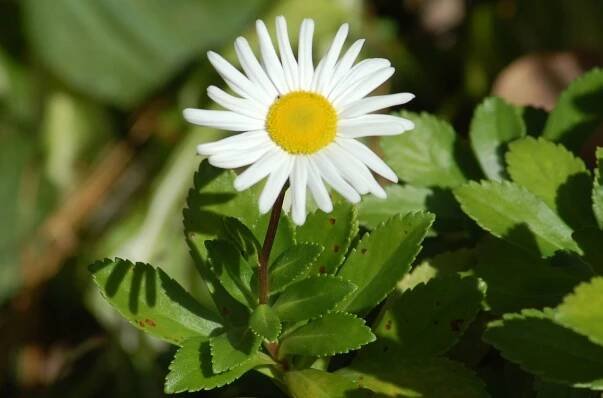 Montauk daisy flower