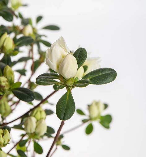 Rhododendron, Pěnišník tupý, oranžovo-červeno-bílý skladem | ZAZUMi.cz