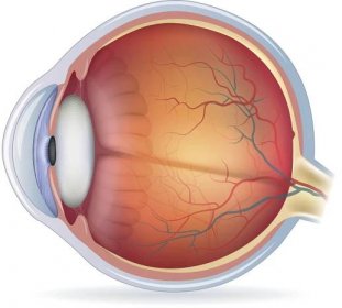 podrobná anatomická ilustrace lidského oka - anatomie stock ilustrace