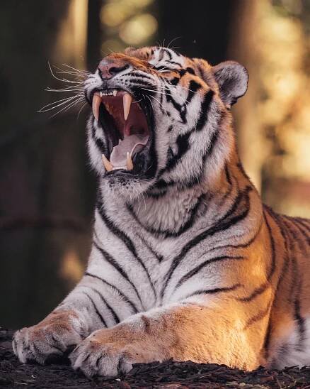 2160X2700 Tiger Wallpaper and Background