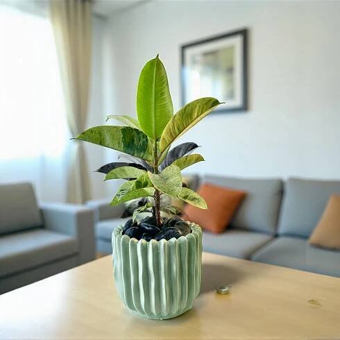 Plant Bar, Plants, Flowers, Workshops, Pot, Rental & Plant Service
