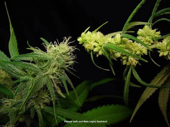 Both male and female faces of Desfran cannabis strain