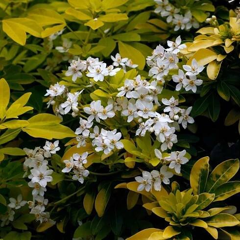Shrubs - Otter Garden Centres