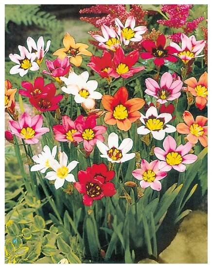 Sparaxis tricolor MIX - cikánské květy, dřípulka - Lukon Glads s.r.o.