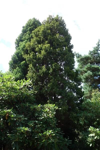 Austrocedrus chilensis