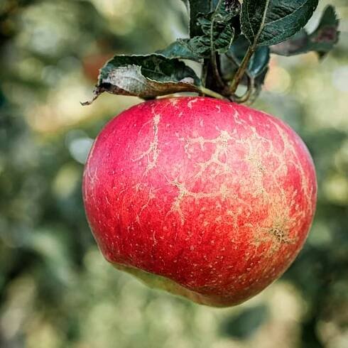 Beni Shogun Fuji: Sweet, Crisp, Early-Ripening, Great Snacking Apple