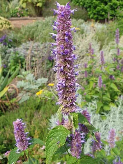 Agastache – Wikipedie