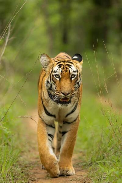 Free A WALKING BEAUTY ❤️ Stock Photo
