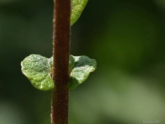 Vrba ušatá (Salix aurita)