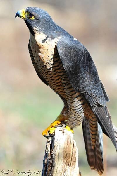 Más tamaños | Peregrine Falcon (Falco peregrinus) | Flickr: ¡Intercambio de fotos! | Beautiful birds, Pet birds, Exotic birds