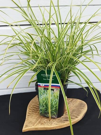 Carex morrowii 'Ice Dance' 