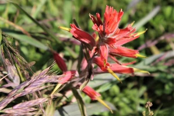 GGNRA – Wolfe Ridge – Marin = Hike