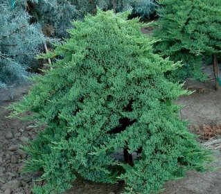 Juniperus procumbens 'Nana' - Zahradní centrum "Strakovo" s.r.o.