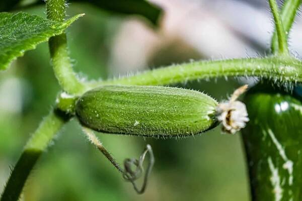 English cucumber growing on the vine