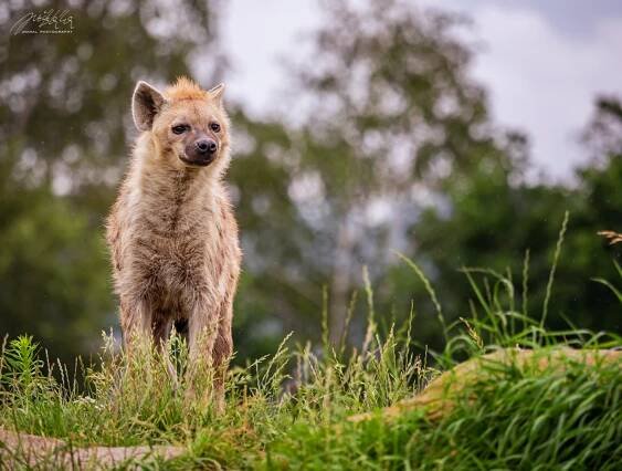 HYENA SKVRNITÁ (Crocuta crocuta) (zoonahradecku.cz)