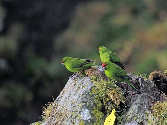 Red-crowned Parakeet - Timothee POUPART