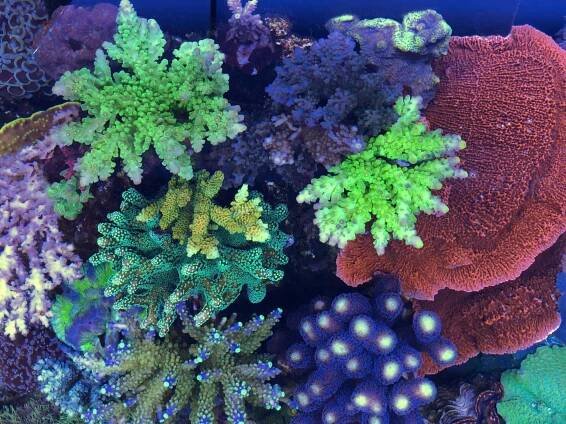 Referenzen - aquaLEDs.de - Hochwertige LED-Aquarienbeleuchtung Made In Germany