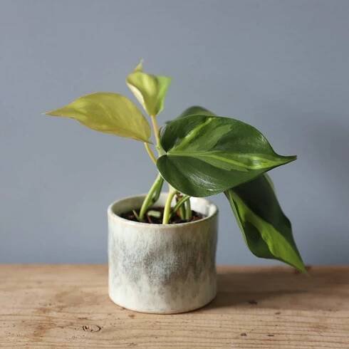 Philodendron Scandens Brasil baby