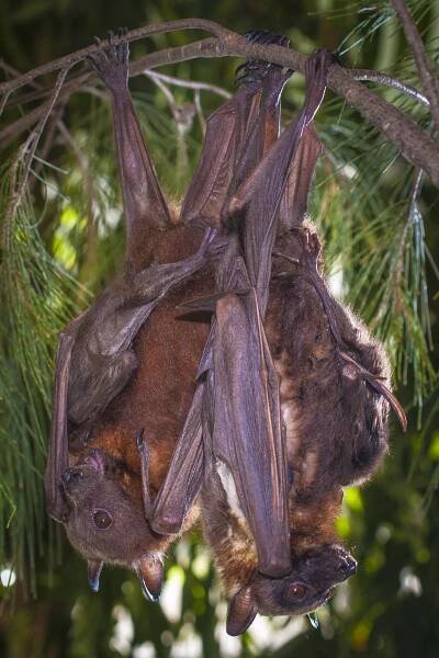 Little Red Flying-foxes