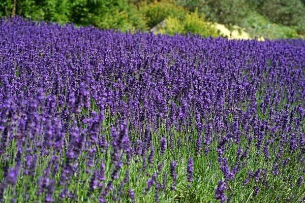 Levandulový ráj v botanické zahradě v Troji: Fialové lány kvetou ve sklenících i venku