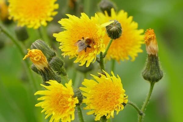 Jestřábník chlupáček (Hieracium pilosella) - VMD drogerie a parfumerie