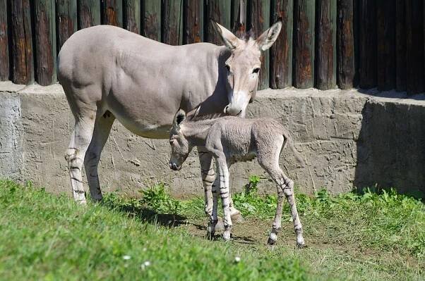 Koňovití - Novinky - Chov v roce 2020: Zoo Ústí