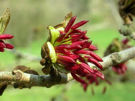 Soubor:2128-Parrotia persica-Průhonice 4.06.JPG