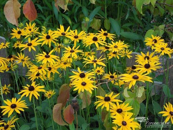 Rudbeckia fulgida var. deamii | Perenniculum