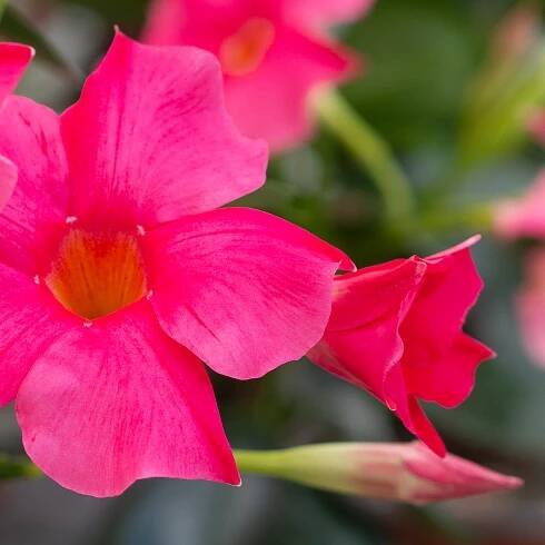 Sundaville® Early Pink - Welten Nr.1 Mandevilla (Dipladenia)