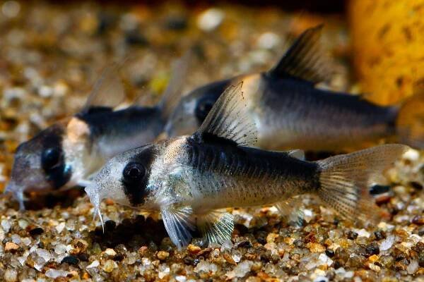 Corydoras Duplicareus (Tanks-Bred)