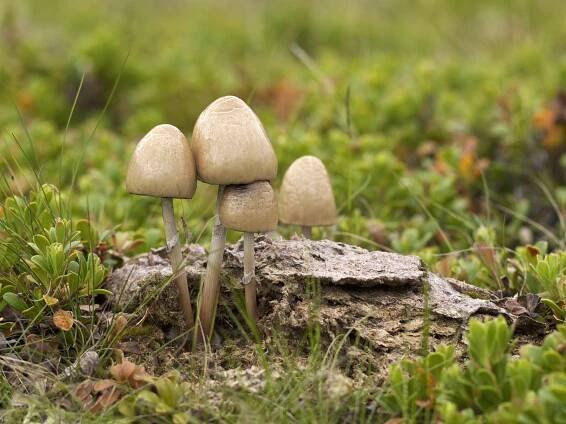 Coprophilous fungus