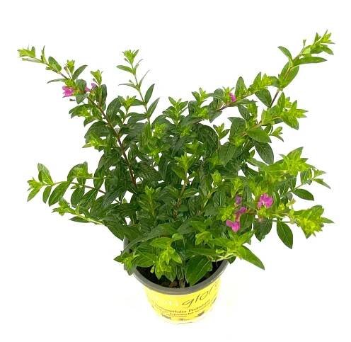 Landgard Japonská myrta (Cuphea hyssopifolia) "Flory Glory Twin" cca pr. 11 cm nakoupit u OBI