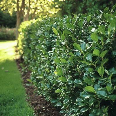 Bobkovišeň lékařská 'Novita' (Prunus laurocerasus 'Novita') – mrazuvzdorný keř s lesklými zelenými listy Velikost: 30-40 cm