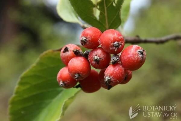 Sorbus sudetica - jeřáb sudetský | Lukáš Hrdinka | Autoři | iBotky.cz