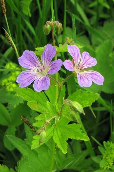 Kakost lesní (Geranium sylvaticum)