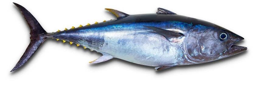 Yellowfin Tuna