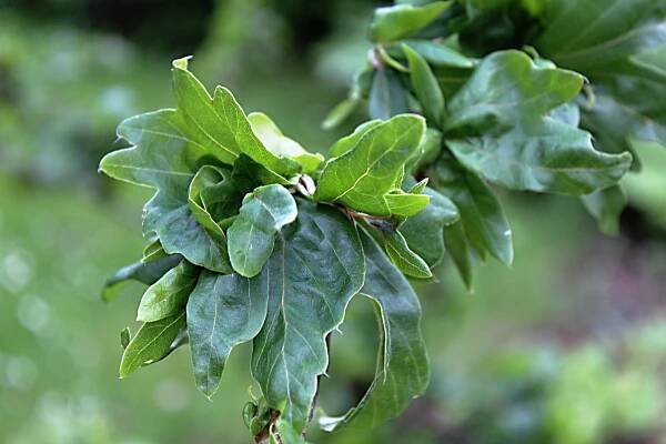 Buk lesní Cristata (Fagus sylvatica)