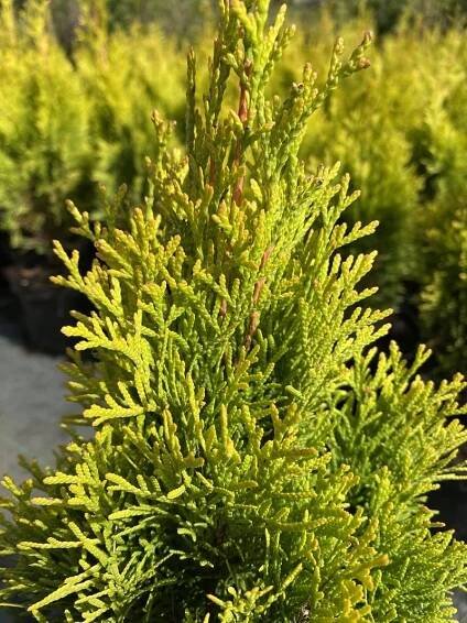 Zerav západní JANED GOLD krásná ZLATÁ THUJE SMARAGD Zerav západní NA ŽIVÝ  Kód výrobce tuja szmaragd sadzonki thuja