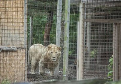 Puma běhá kolem Zvole už dva dny: Co se stane, až vyhladoví? Lovit neumí, ř�íká její chovatel