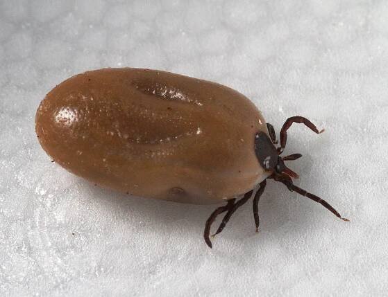 Lyme Disease Is Spreading Fast. Why Isn’t There a Vaccine? - The New York Times
