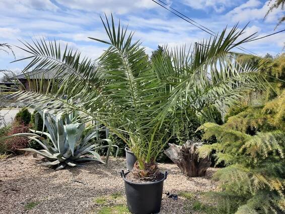 Phoenix canariensis, výška 220/230cm, kmen cca 30cm