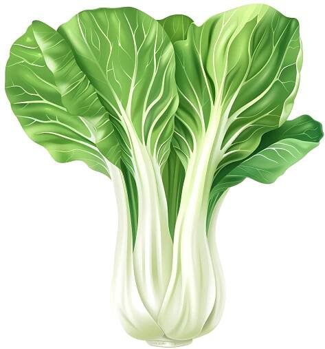 Bok Choy Transparent PNG, Bok Choy PNG, Transparent Bok Choy PNG, Bok Choy Clipart PNG, Bok Choy Icon PNG, Bok Choy Illustration PNG 1
