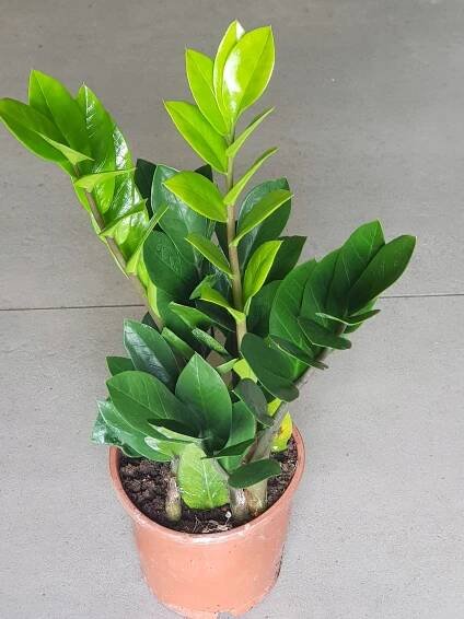 Zamiokulkas Zamiifolia ZAMIA