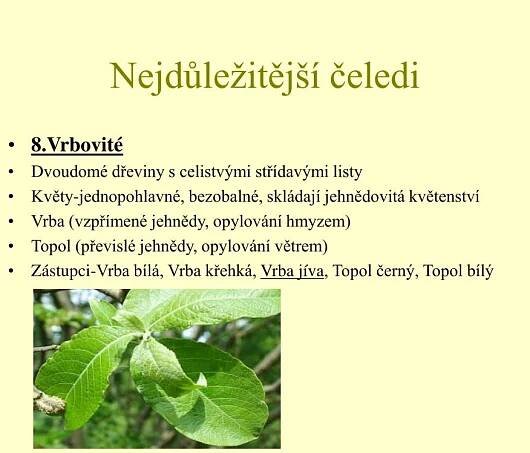 PPT - Dvouděložné rostliny PowerPoint Presentation, free download - ID:1061098
