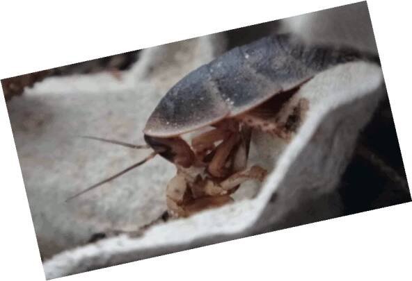 Šváb argentinský Blaptica dubia